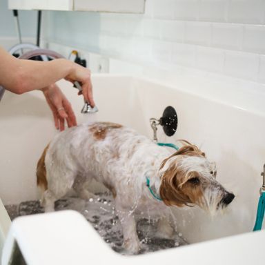 Dog grooming Labrador Deshed