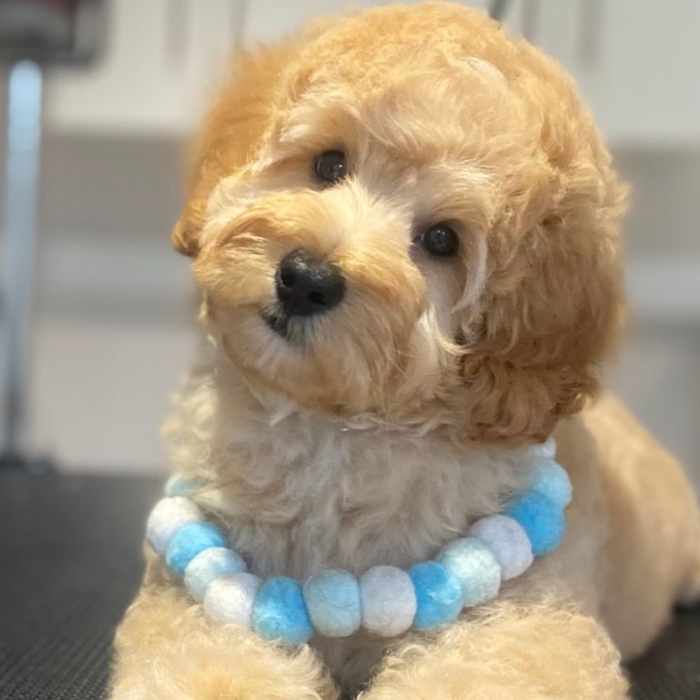Puppy Groom at Cloud K9