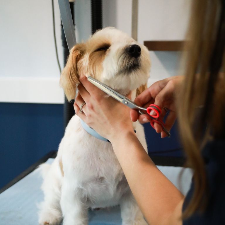 West Highland Terrier Full Groom at Cloud K9