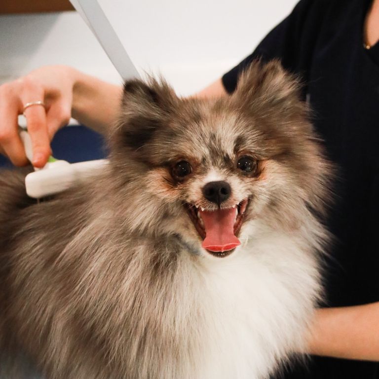 Deshed dog grooming at Cloud K9 